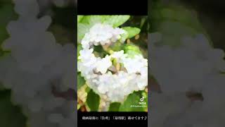 奈良県高市郡鎮座「岡寺」参詣動画🙏