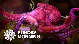Untangling the mysteries of the octopus