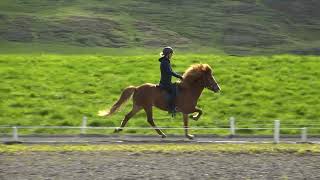 Edda frá Kálfsstöðum breeding show