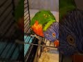 호주영어하는 새 신기한 호주새의 호주발음 🌈 호주영어 호주발음 lorikeet