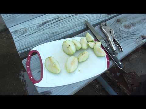 Making Pear Cider Making Pear Cider