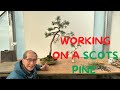 Working on a Scots Pine