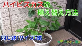 【花木】ハイビスカスの植え替え方法 同じ鉢(サイズ)編【スキマde園芸】