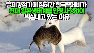 일제강점기에 잡혀간 한국족제비가 현재 일본생태계를 인정사정없이박살내고 있는  이유