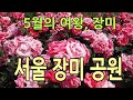 서울 장미 공원  / 서울 장미 축제, Seoul Rose Festival