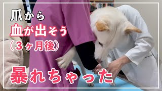 【通院後3ヶ月】診察台で暴れてしまった柴犬