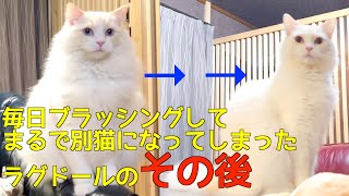 ラグドール毎日ブラッシングして別猫になってしまったその後の経過報告｜モフ活してます