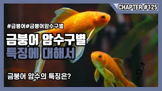 금붕어 암수구분 및 구별, 암컷 수컷 특징에 대해서