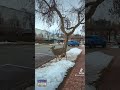 take a stroll with princeton bc s resident deer