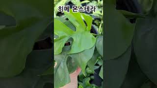 #은혜화훼판매장 #히메 몬스테라