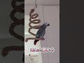 灰鸚鵡叫同伴～黃翼藍帽 “不要吵” 還學牠大叫@大麻小花twistedbirds 灰鸚鵡grey parrot u0026 黃翼藍帽亞馬遜鸚鵡blue fronted amazon shorts