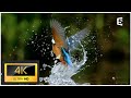 Kingfisher #Shorts