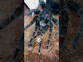 The Roach gave BIRTH on my GIANT TARANTULA!!! 🤯😱