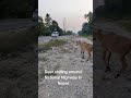 deer at national highway nature wildlife agriculture amazing nepal