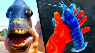 Most Surprising Fishing Moments In The World