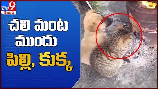 చలి మంట ముందు పిల్లి, కుక్క.. : Cat || Dog - TV9