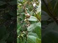 cashew nuts season in palawan