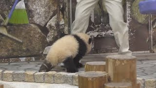 【まってくだしゃ~い💦】彩浜🌈トコトコ追いかける💗【赤ちゃんパンダ】Giant Panda -Saihin -☆Chase✨