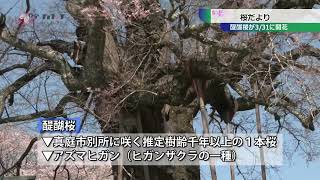 桜だより 醍醐桜