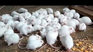 Mouse Safed Chuha Mouse Facts: Habits, Habitat \u0026 Types of Mice | Live Science #viralyoutubevideos