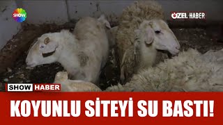 Müteahhit 350 mağdura hayal satmış!