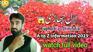 Red leaf plant | lal jharri | Euphorbia Cotinifolia Caring Tips♥ |  How to Euphorbia Cotinifolia