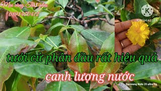 Xem lại cây mai sau khi tưới cử phân đầu tiên có phát triển ko