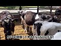 第２回　観察を続けてる3頭の成長比較をしてみた！【成長観察】