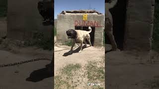 kangal dog duman