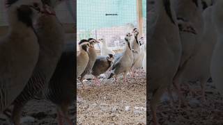 Meet the Arabian Partridge: Stunning Bird #birds #nature #love #partridge #viralshort #trending