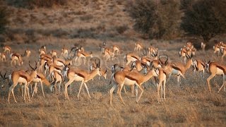 Springbok Antelope Herd. Stock Footage