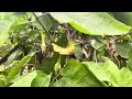 visiter le jardin avec de nombreuses plantes cultivées.