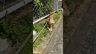 日向ぼっこで拒否柴する犬さん #柴犬 #shibainu #shorts #拒否柴