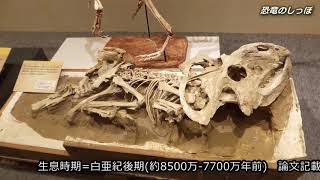 【恐竜】プロトケラトプス(Protoceratops)の骨格化石写真を集めました