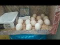 how to make egg incubator at home