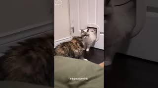 Funny Moments #funnycat #catlover #funny #cat #cats #pets #funnypets