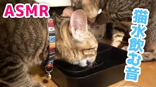 【ASMR】猫が高速で水を飲む音が心地よい The sound of a cat drinking water at high speed is pleasant