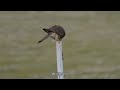 ホバリングで獲物を探すチョウゲンボウ