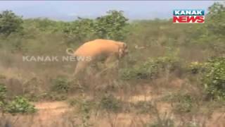 After Athagarh, Injured Elephant Creates Terror In Chandaka