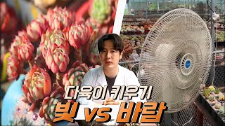 다육이키우기 햇빛vs바람 어떤게 더 중요할까?? (succulent gardening)