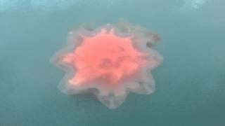 Lion's mane jellyfish in a Norwegian fjord