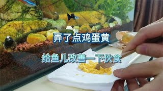 给缸里的鱼儿改善一下伙食，弄点鸡蛋黄搅碎喂鱼，小鱼儿吃得真香