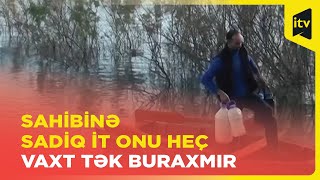 Sahibinə sadiq it onu heç vaxt tək buraxmır