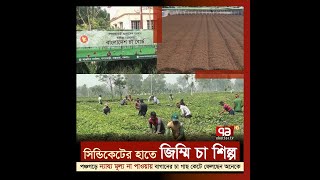 সিন্ডিকেটের হাতে জিম্মি চা শিল্প | Tea Plant | News | Ekattor TV