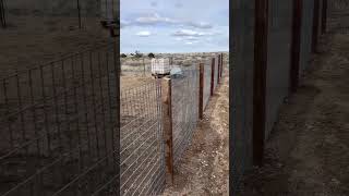 Cattle panel fencing with 4x4 pressure treated posts