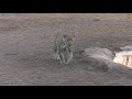 two young leopards figure each other out