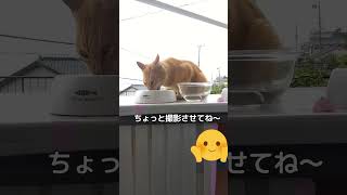 地域猫活動をしています😻飼い主のいない猫問題を、優しい気持ちで解決することを目指します🍀【犬猫殺処分率ワースト(2020年度)の長崎県で殺処分ゼロを目指すチャンネル】