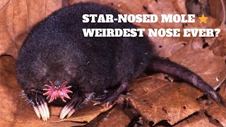 Star-nosed Mole ⭐️ Weirdest Nose EVER?