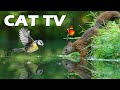 CAT TV 📺😻 Squirrel And Bird Play By The Lake On Sunny Noon 🐿🦜 Relaxing Bird Sound | Soothe Your Cat