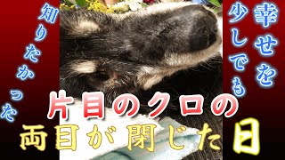 【 行き倒れ犬 クロからの伝言 】